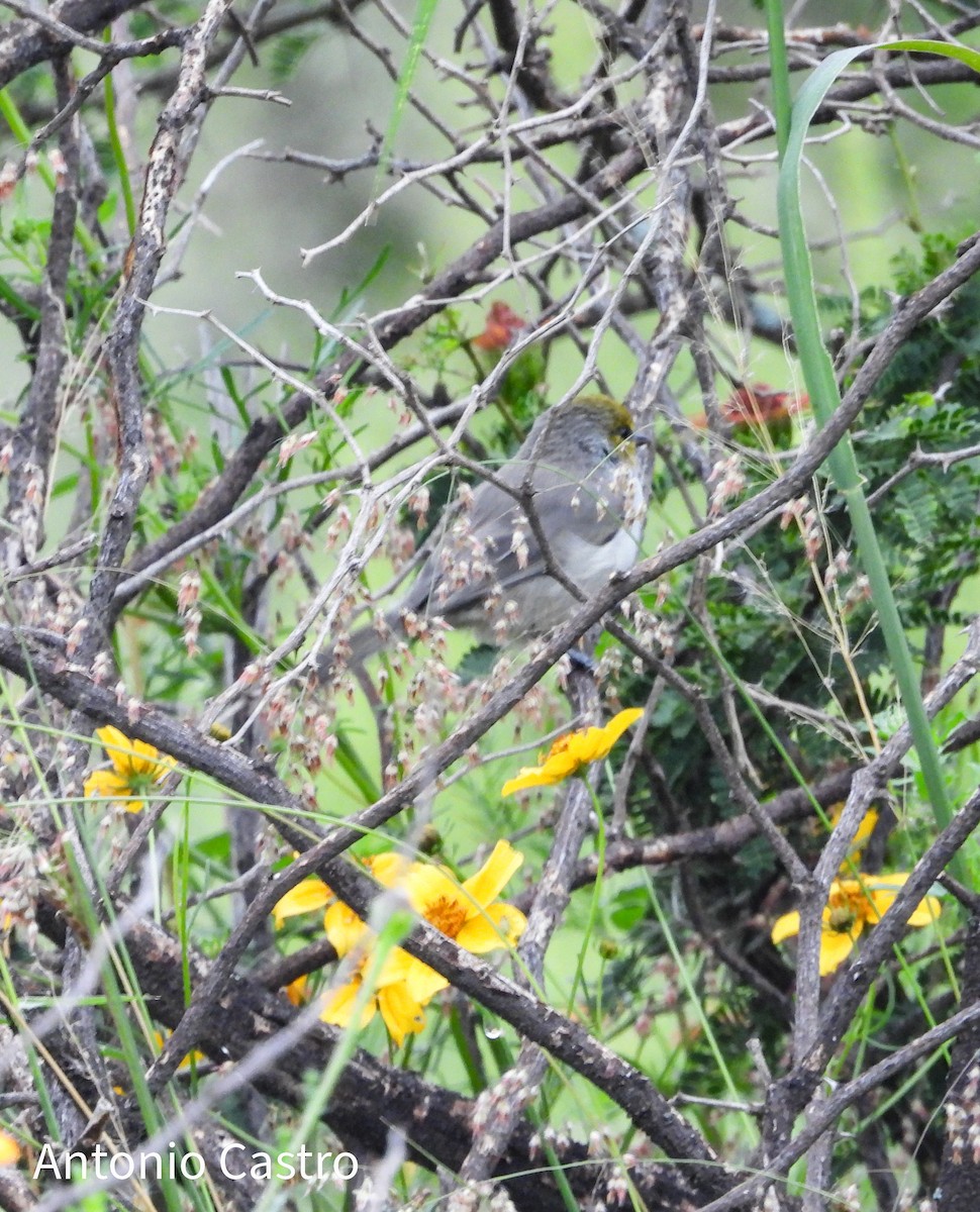 Verdin - Juan Antonio Castro Peralta