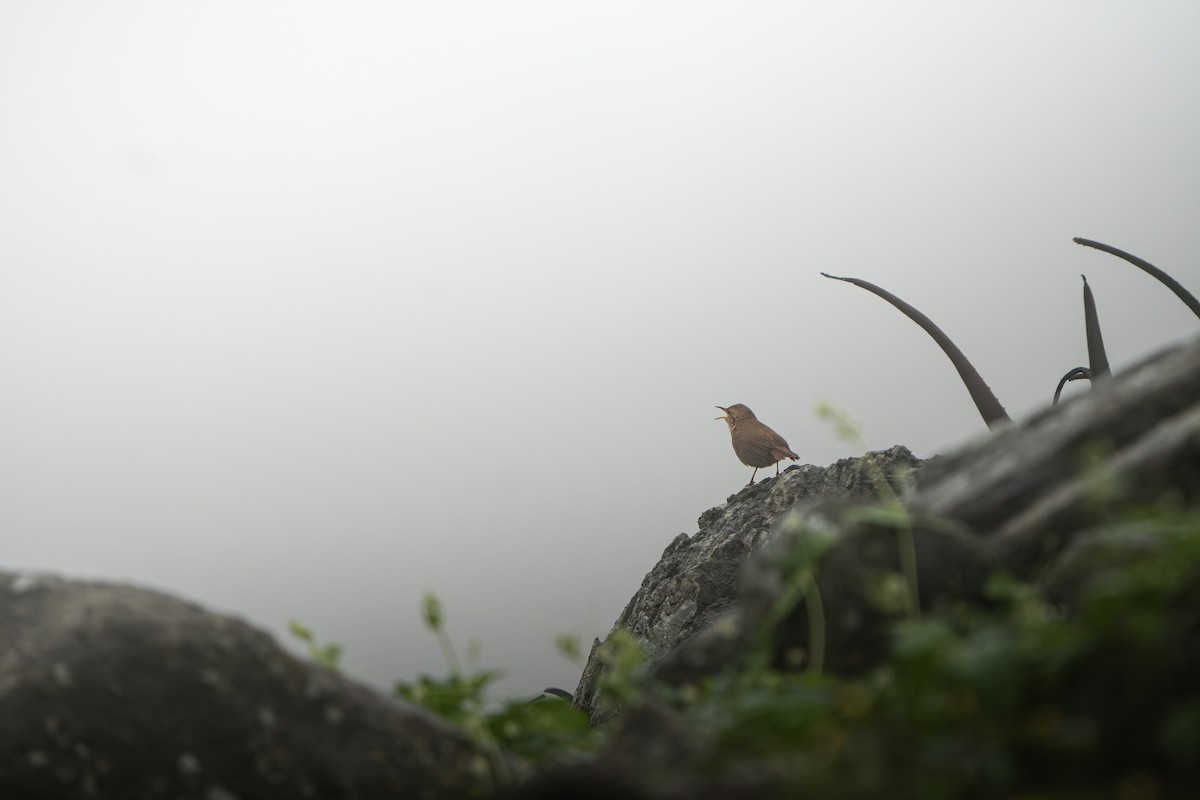 House Wren - ML623778218