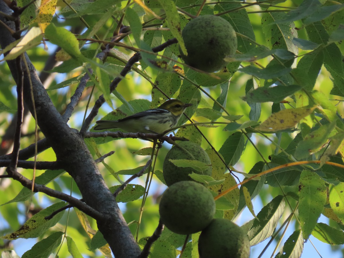 Black-throated Green Warbler - Doug Graham