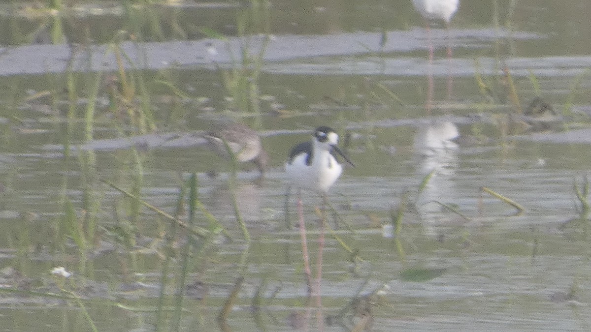 Black-necked Stilt - Lynn Hollerman