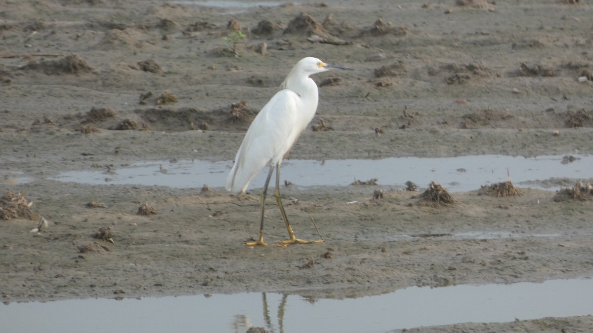 Snowy Egret - ML623778242