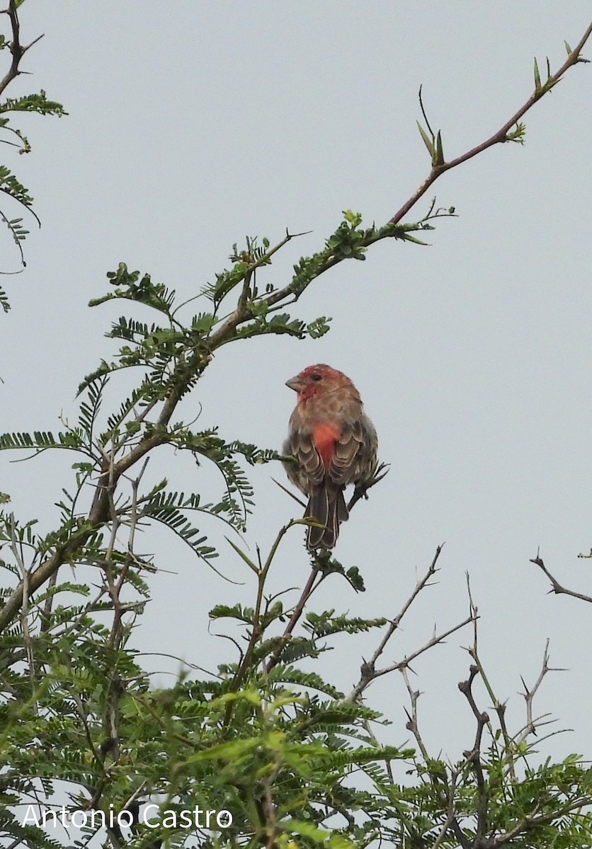 House Finch - ML623778267