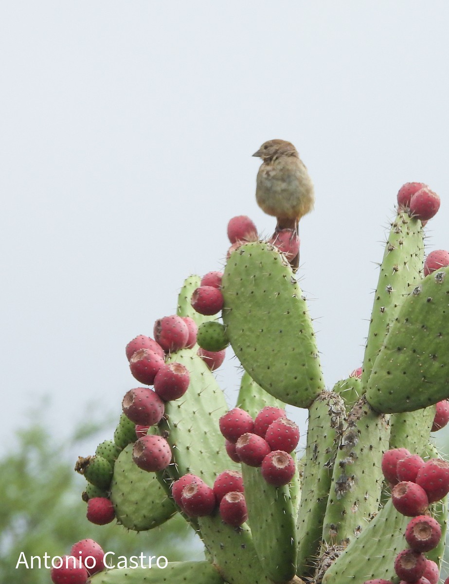 Canyon Towhee - ML623778311