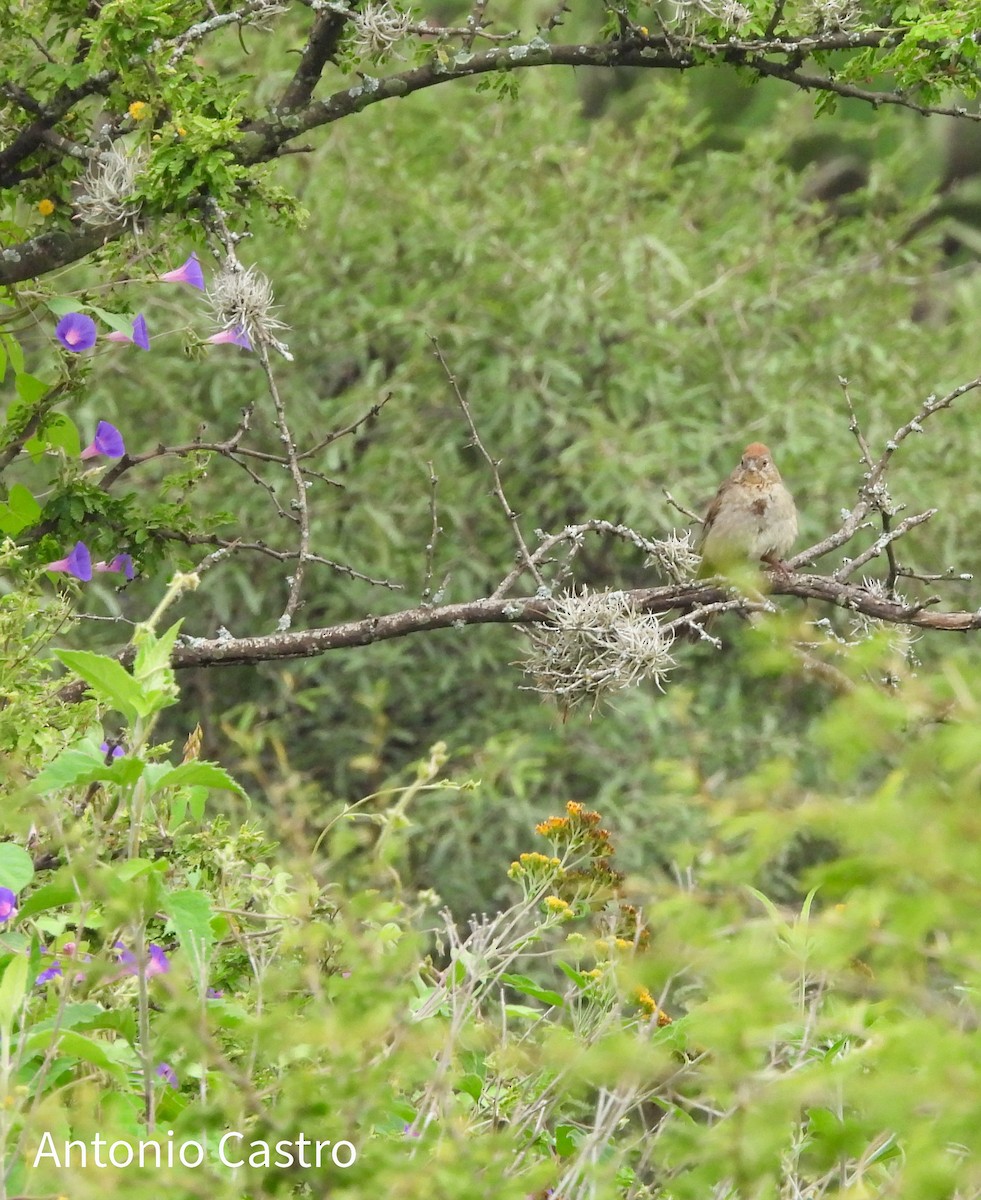 Canyon Towhee - ML623778314