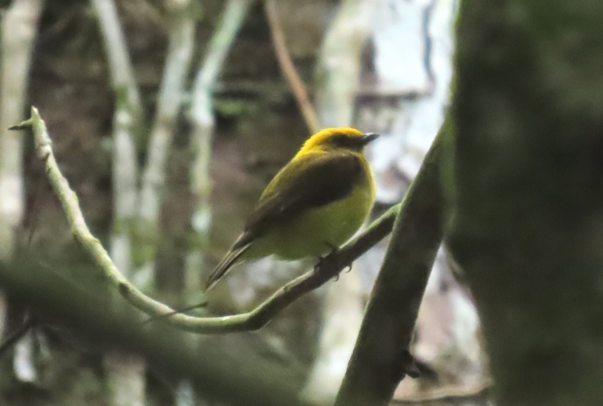 Yellow-headed Manakin - ML623778316