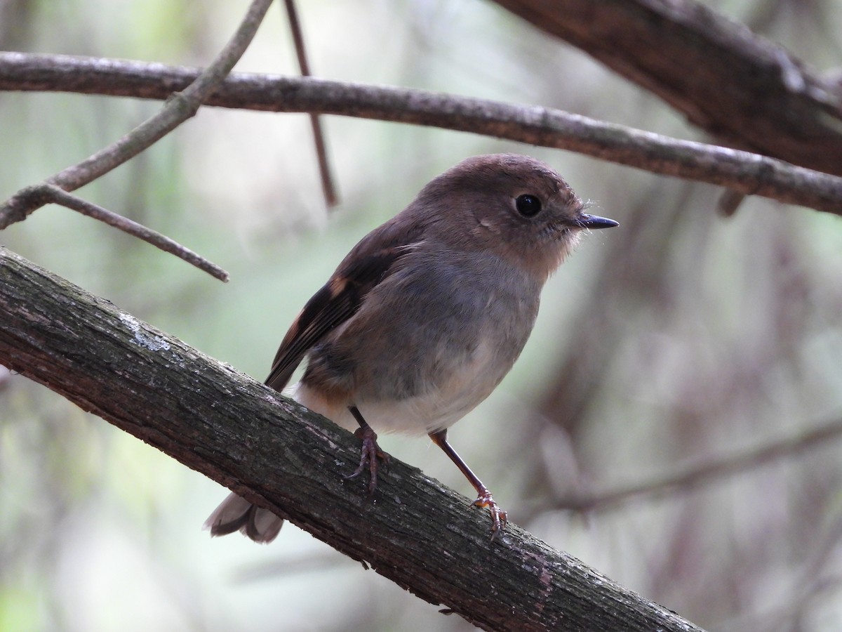 Pink Robin - ML623778344