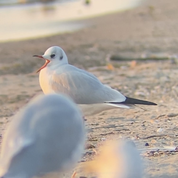 Black-headed Gull - Thomas Mudd