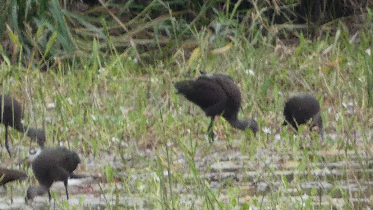 White Ibis - ML623778436