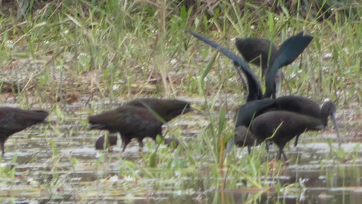 White Ibis - ML623778438