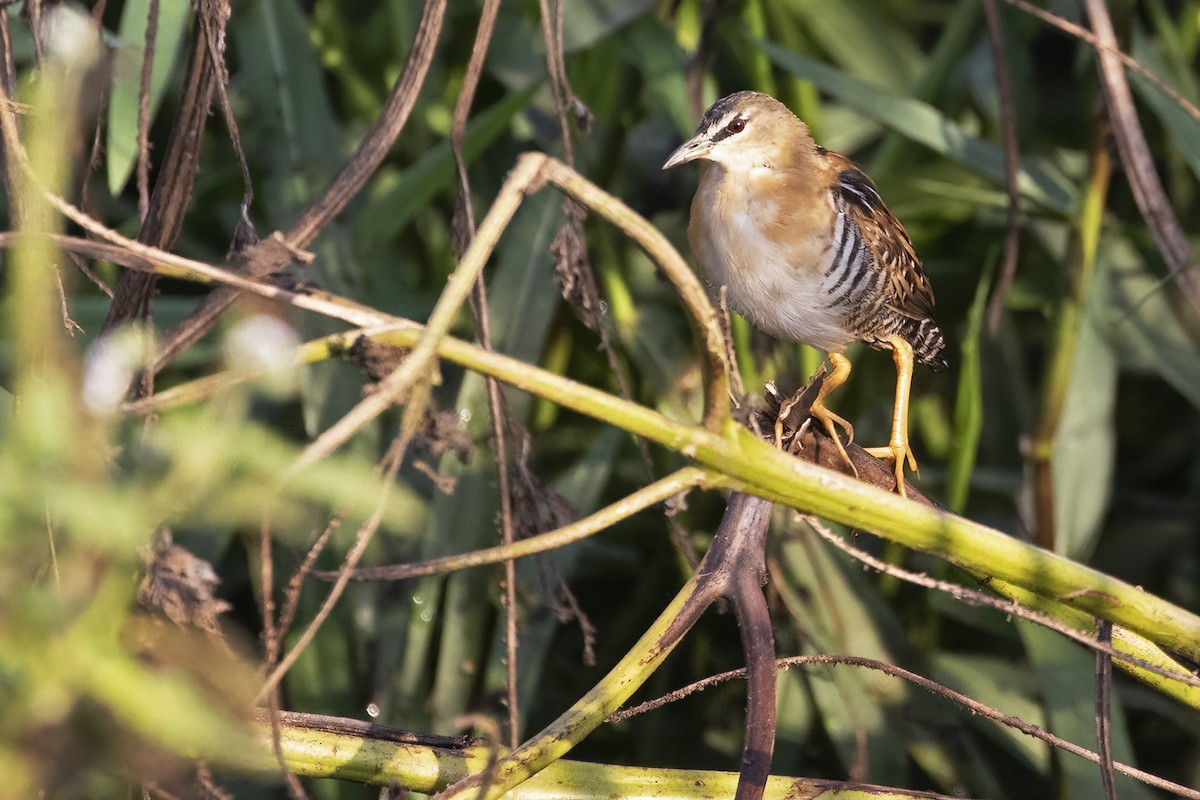 Yellow-breasted Crake - ML623778455