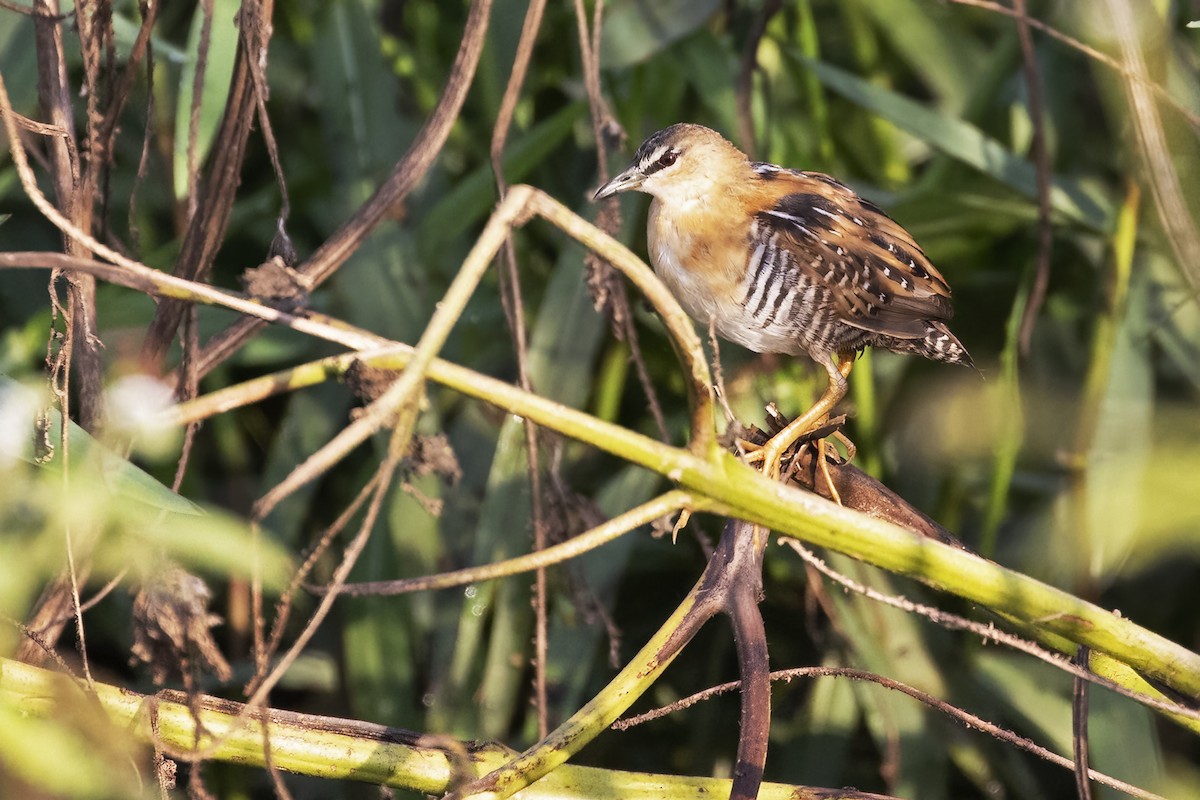 Yellow-breasted Crake - ML623778456