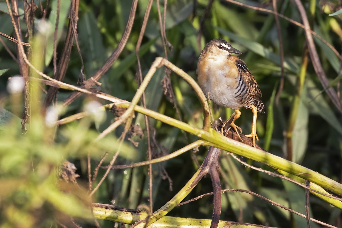 Yellow-breasted Crake - ML623778457