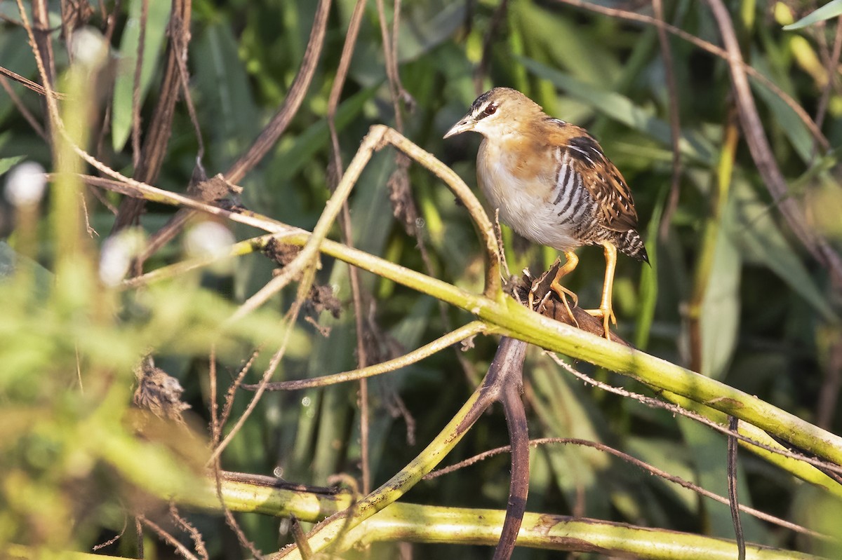 Yellow-breasted Crake - ML623778458