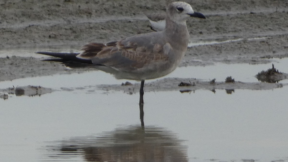 Laughing Gull - ML623778465