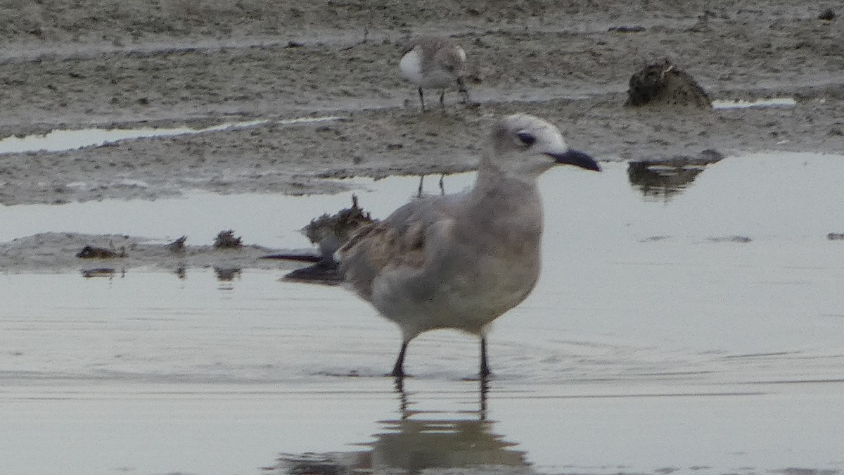 Laughing Gull - ML623778466