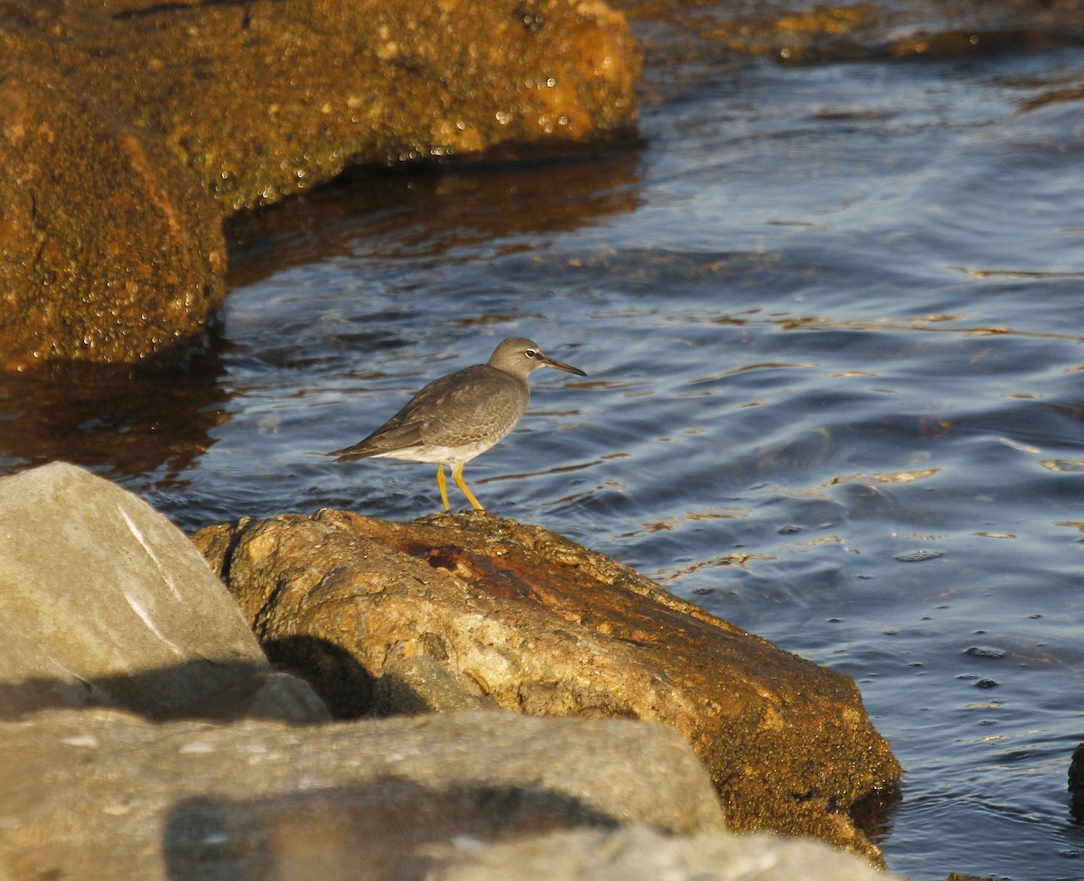 Wandering Tattler - ML623778469