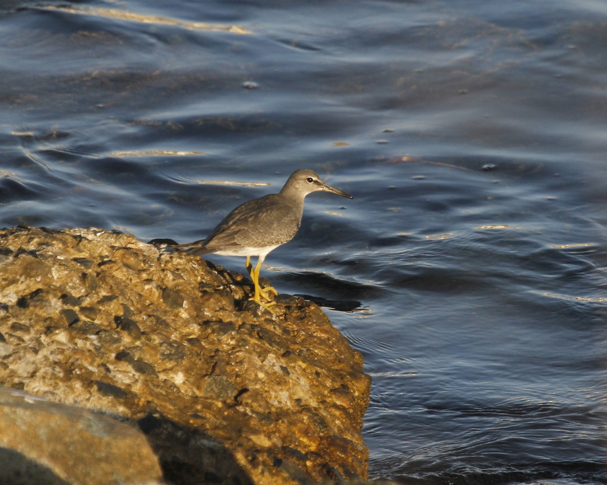 Wandering Tattler - ML623778470