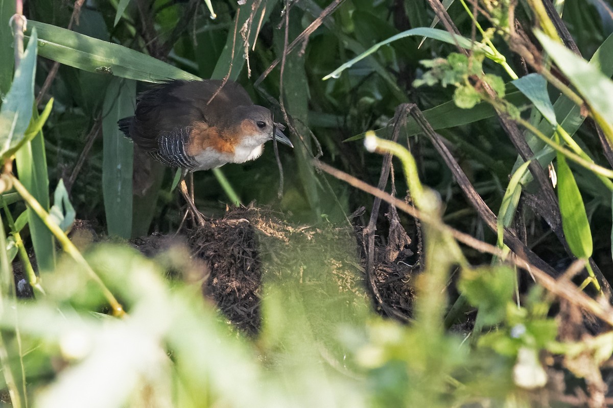 Rufous-sided Crake - ML623778472