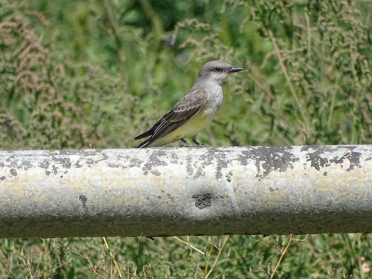 Western Kingbird - Chris Howard