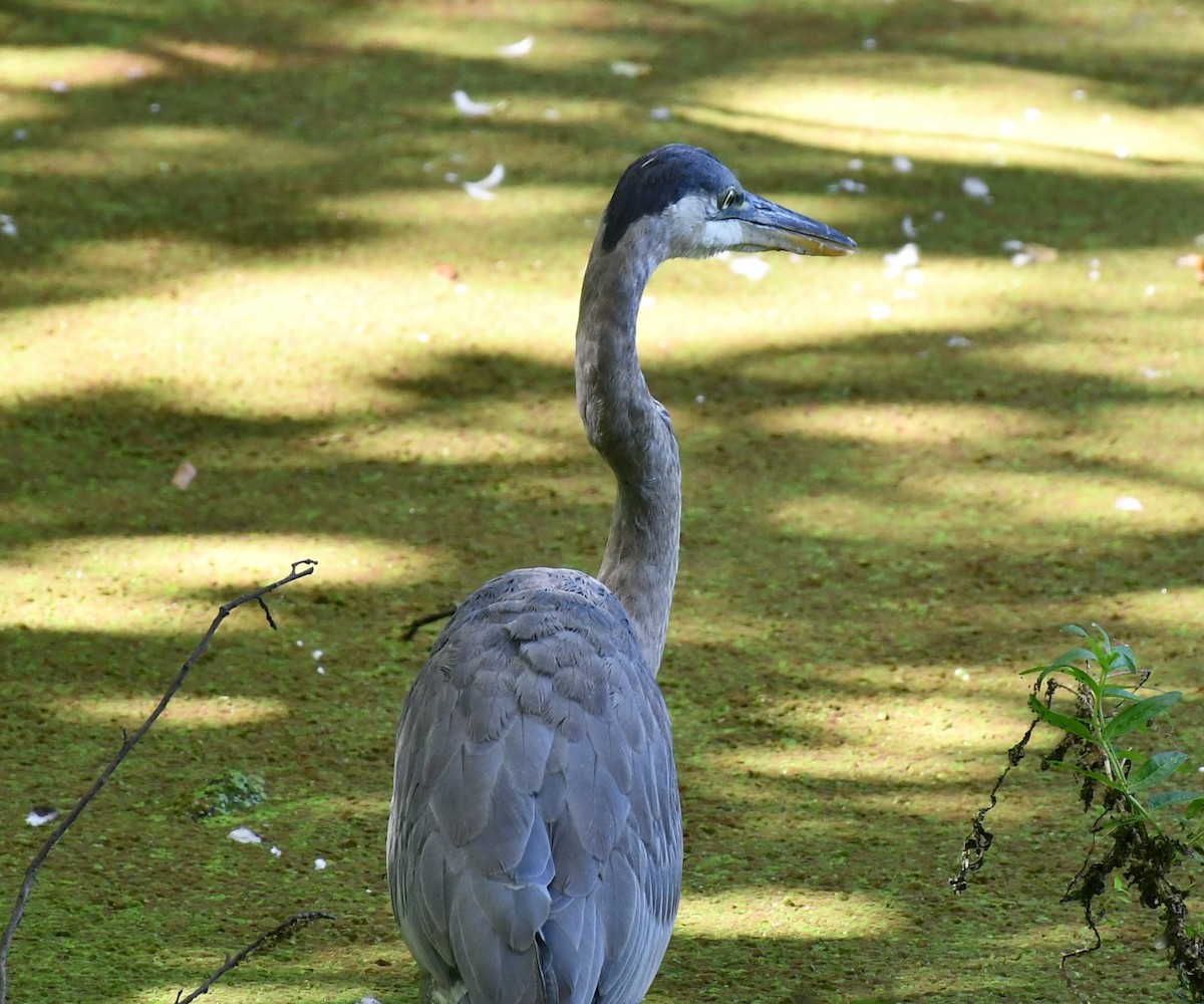 Great Blue Heron - ML623778476