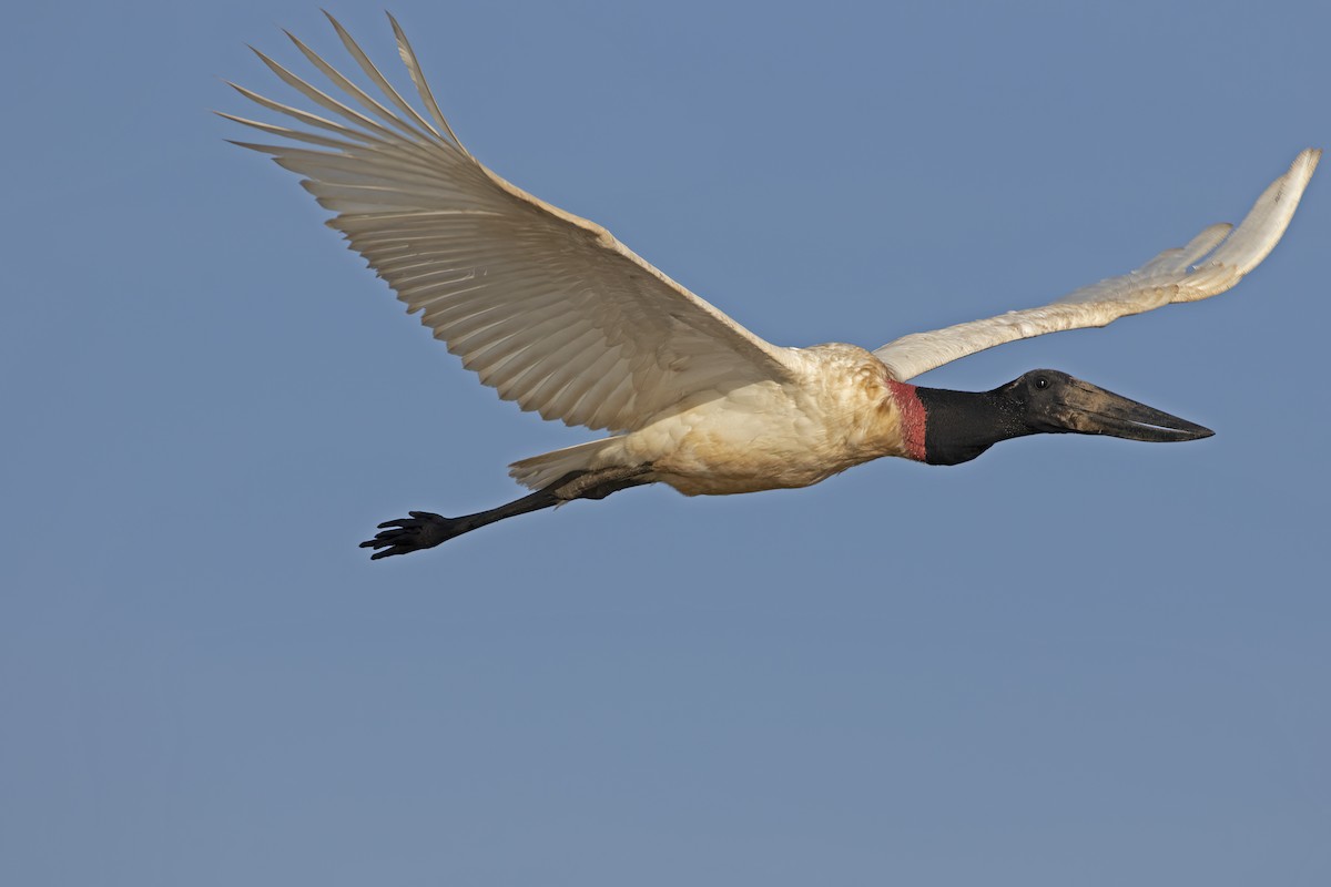 Jabiru - ML623778500