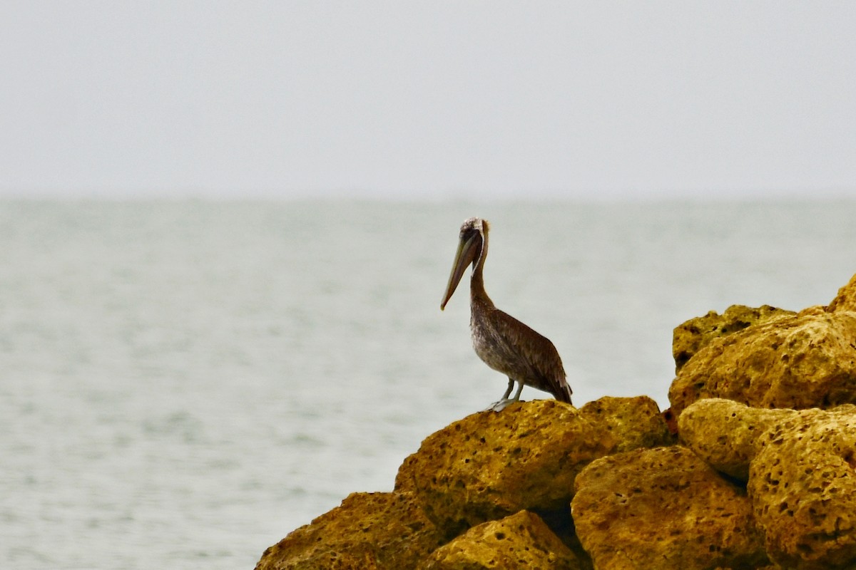 Brown Pelican - Marcelo Cuadrado