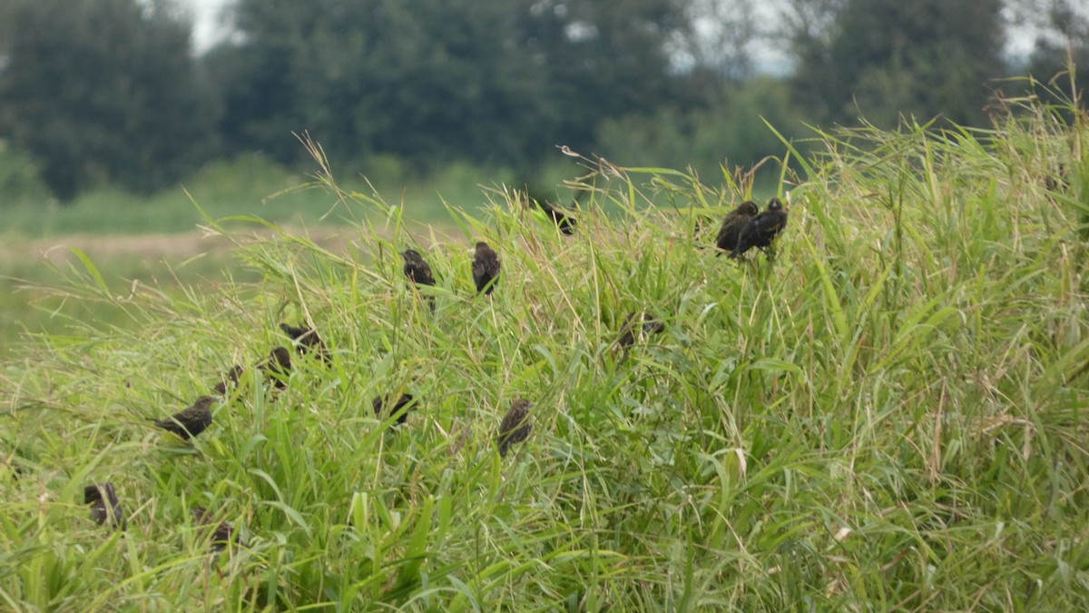 Red-winged Blackbird - ML623778503