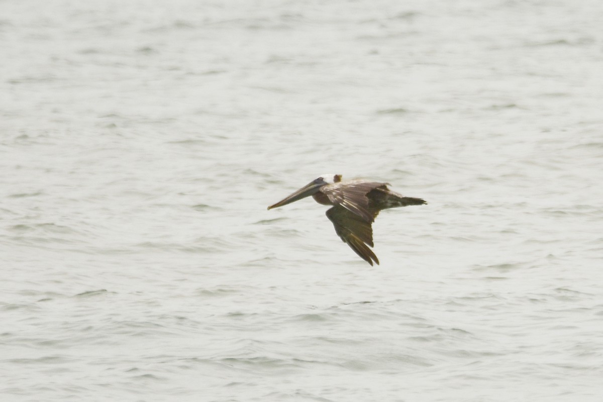 Brown Pelican - ML623778508