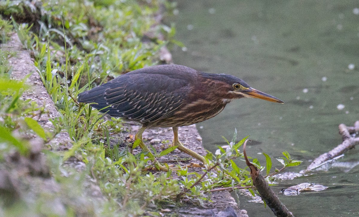 Green Heron - Jordan Wolf