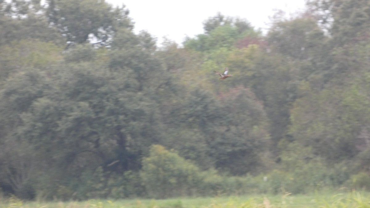 Black-bellied Whistling-Duck - ML623778552