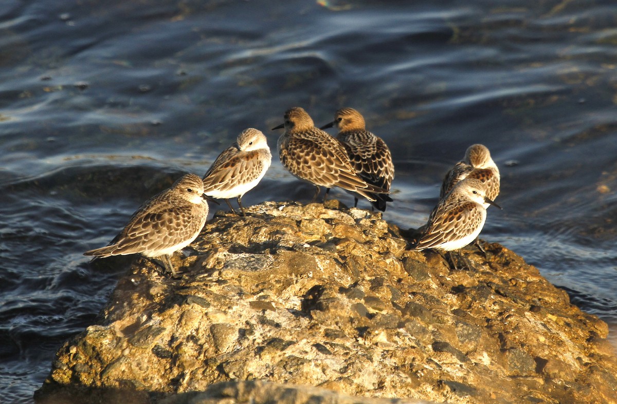 Western Sandpiper - ML623778553