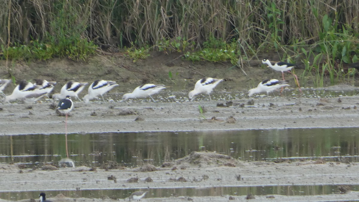 American Avocet - ML623778603