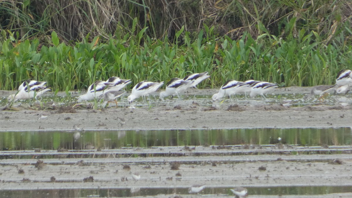 American Avocet - ML623778604