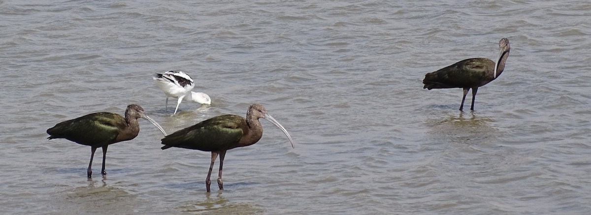 White-faced Ibis - ML623778605