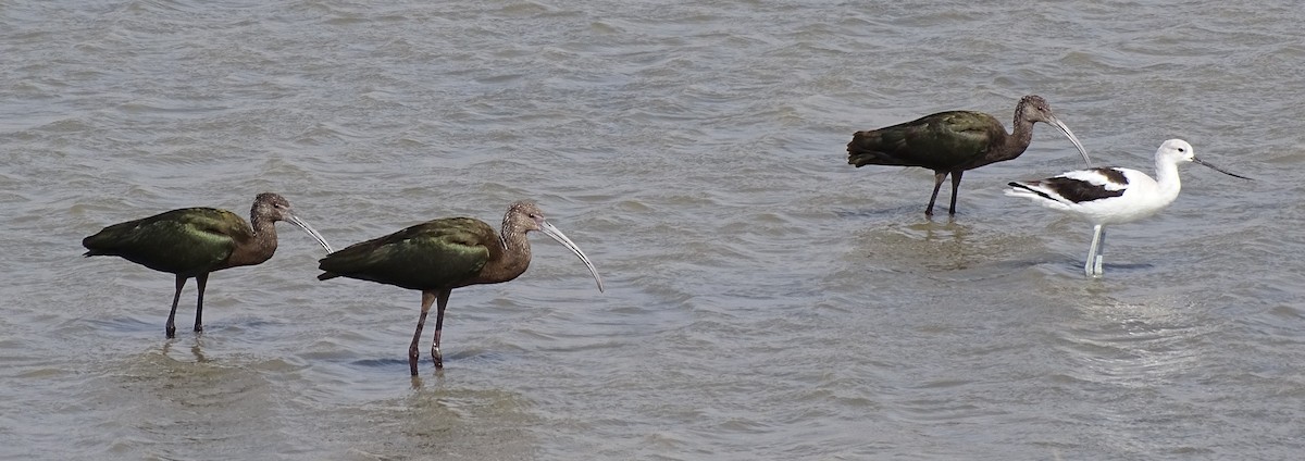 White-faced Ibis - ML623778606