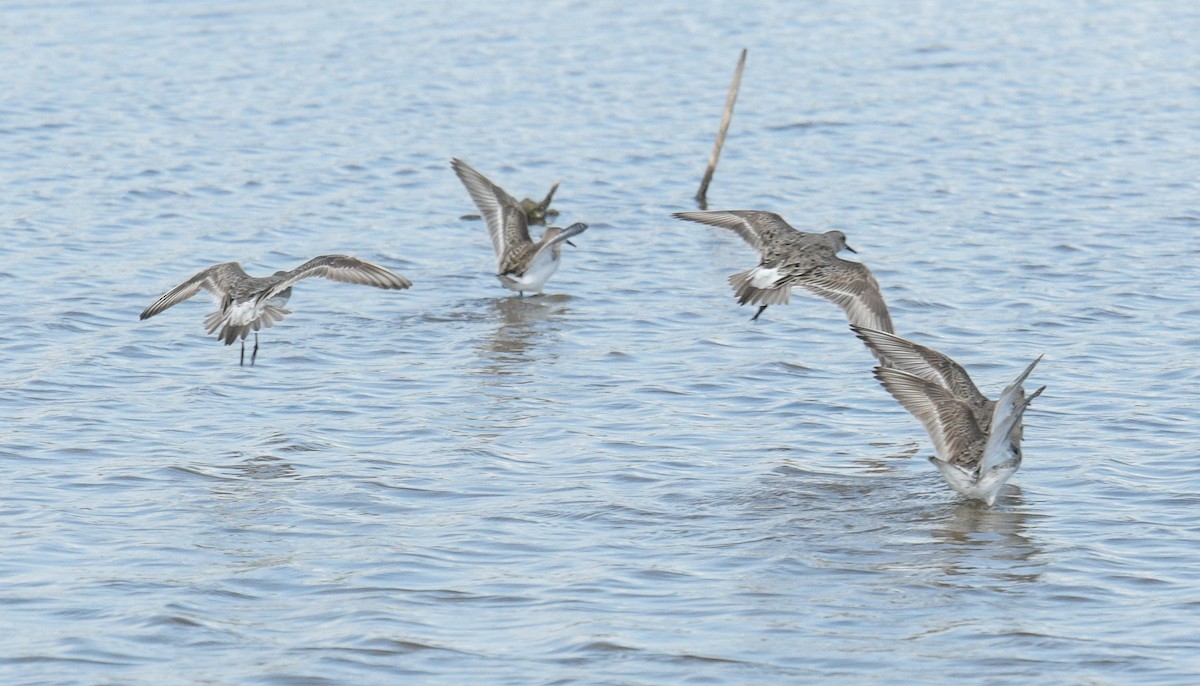 White-rumped Sandpiper - Margaret Poethig