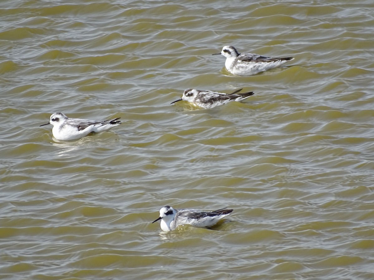 Red-necked Phalarope - ML623778629