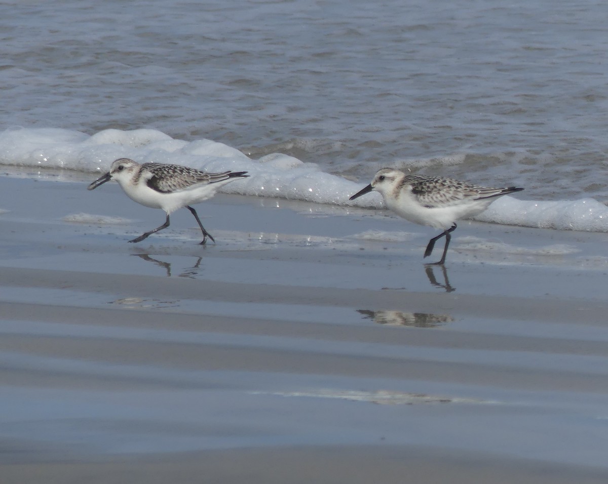 Bécasseau sanderling - ML623778646