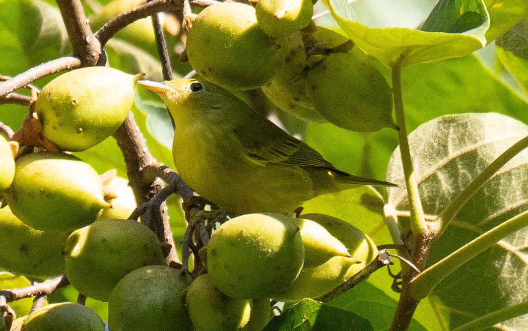 Goldwaldsänger - ML623778658