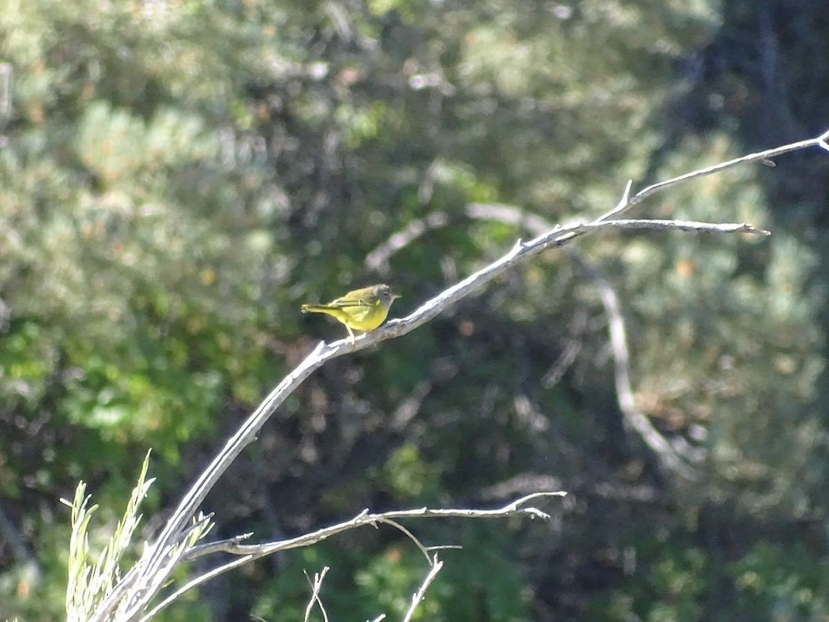 MacGillivray's Warbler - Chris Howard