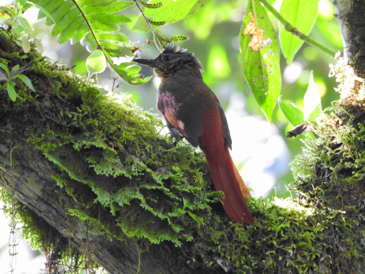 Streak-capped Treehunter - ML623778694