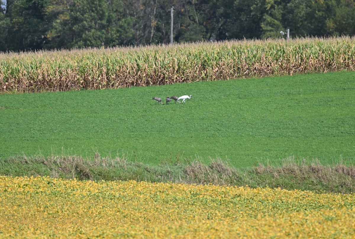 Whooping Crane - ML623778695