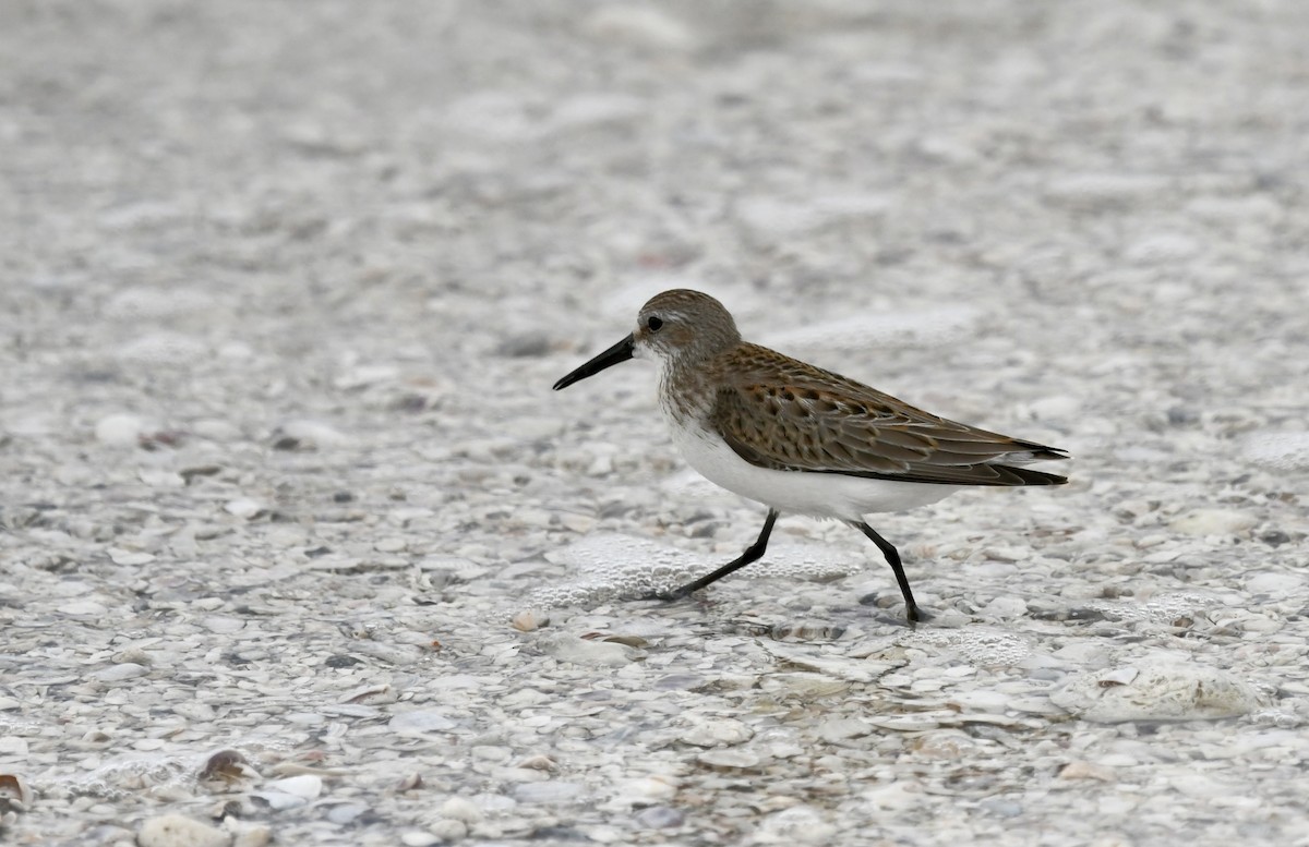 Western Sandpiper - Victor Botnaru