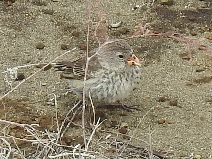 Small Ground-Finch - ML623778724