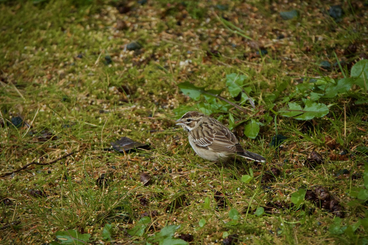 Lark Sparrow - ML623778728