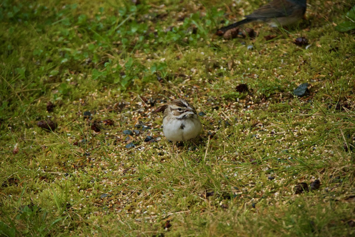 Lark Sparrow - ML623778729