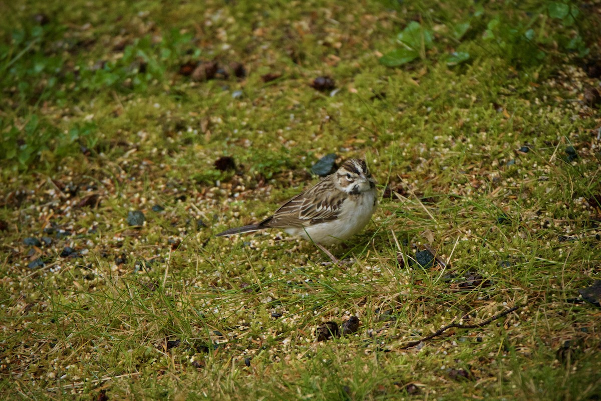 Lark Sparrow - ML623778730