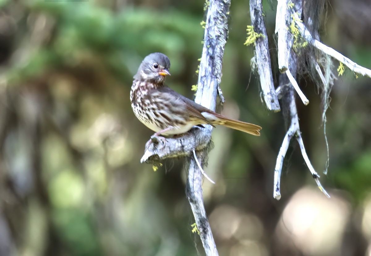 Fox Sparrow - ML623778734