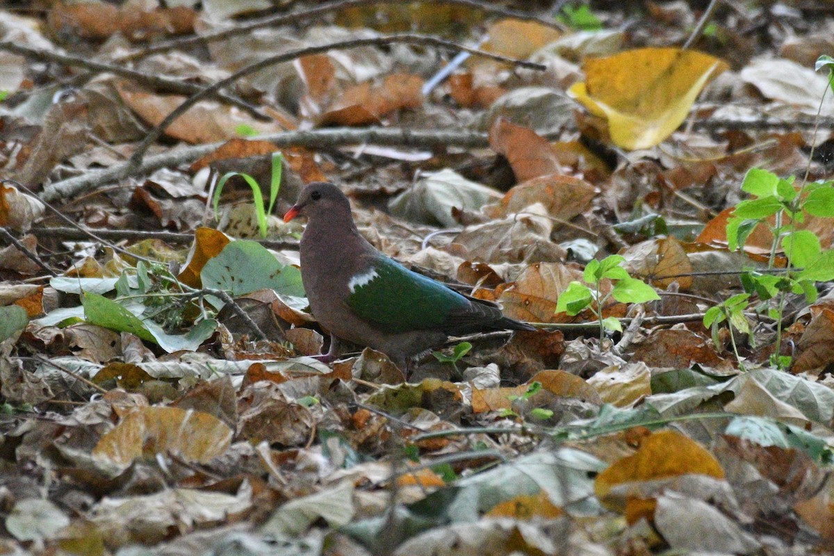 Pacific Emerald Dove - ML623778759