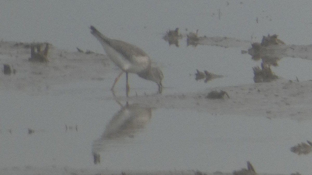 Lesser Yellowlegs - ML623778793